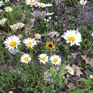 Meet your Posher, Georgianna